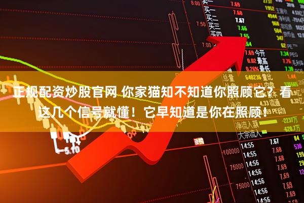 正规配资炒股官网 你家猫知不知道你照顾它？看这几个信号就懂！它早知道是你在照顾！